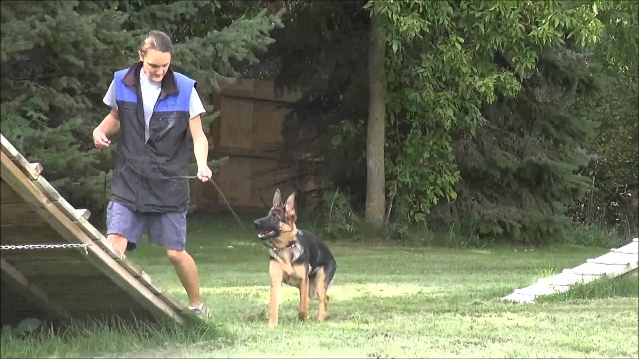 Puppy Training Camp Cost Photos Chargers training camp gets into