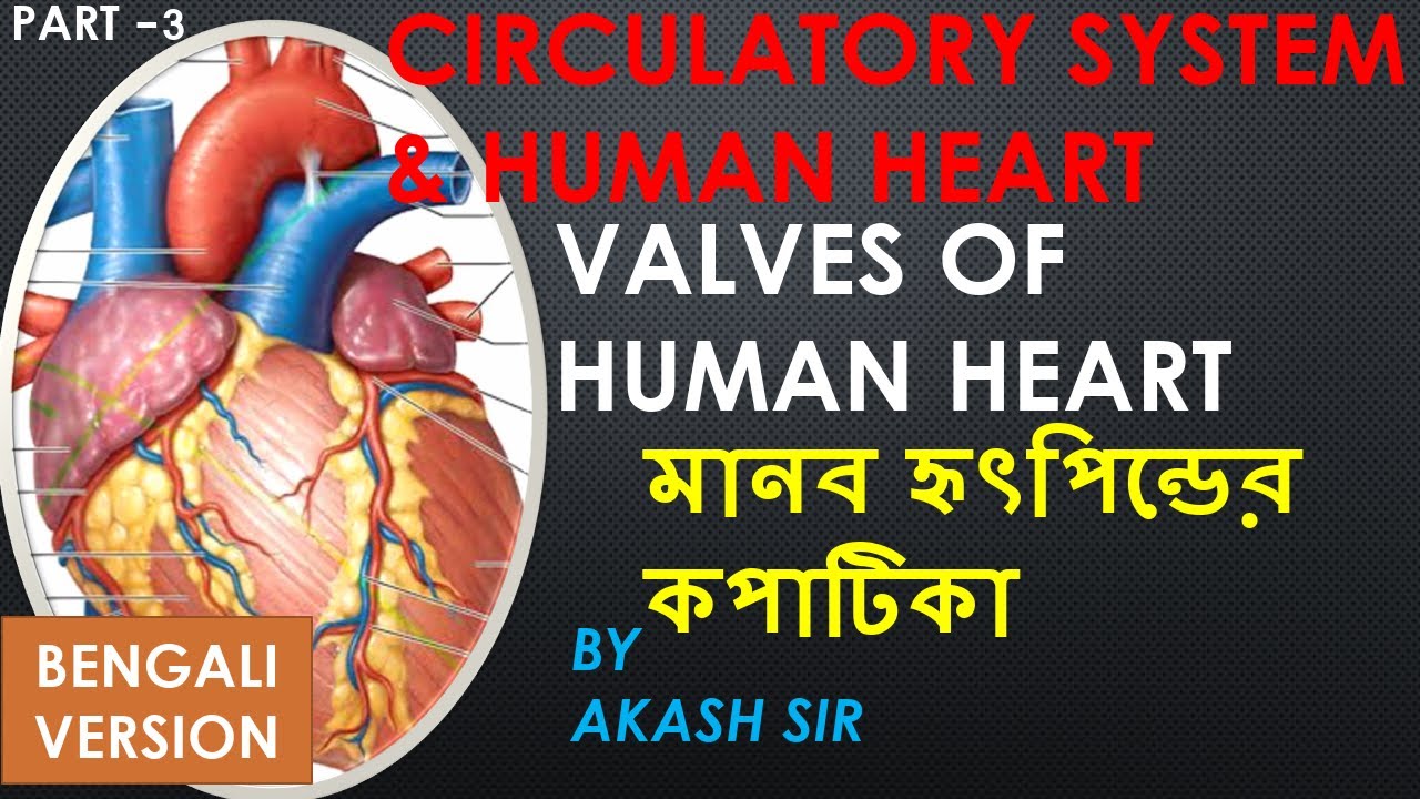 Valves Of Human Heart In Bengali Version II Class 912 Biology II NEET