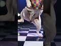 #funny #funnyvideo #bailalorocky #bailando #dance #pets #pug #pet #puglia #puglife #petlover #musica