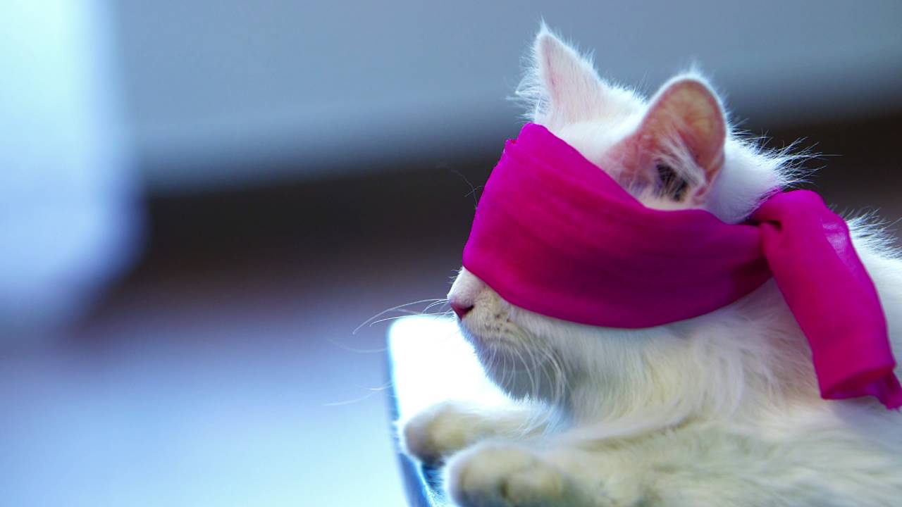 Coolpad Max Video Before the Launch Event (1)