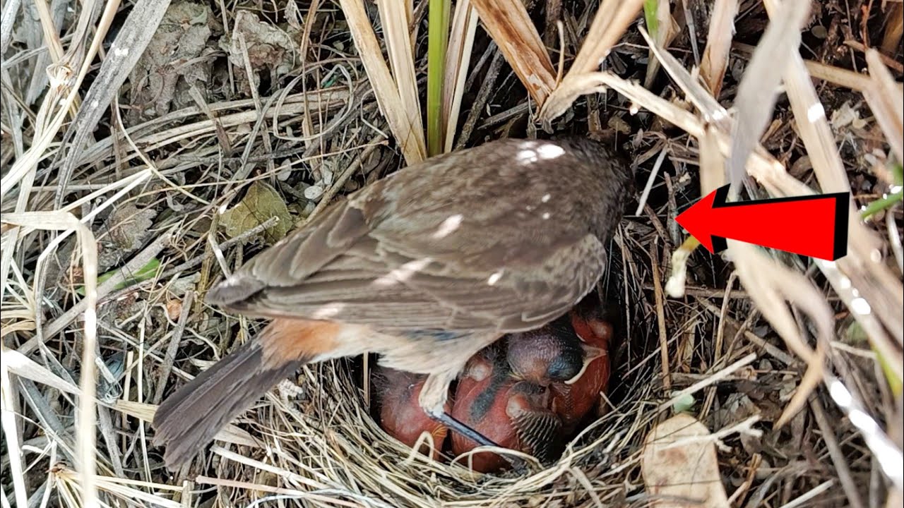 Familiar chat bird is doing something to the babies 