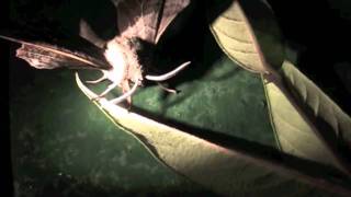 The Poplar Hawk-moth release