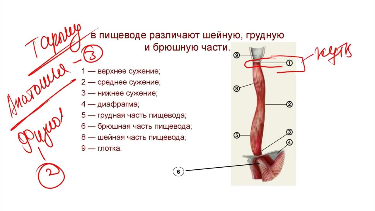 досының жалаңаш әйелі