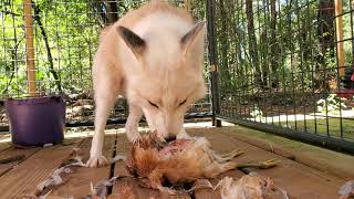 Fox Eats Whole Chicken ⚠ Graphic Warning ⚠