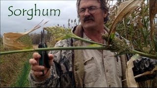 Sorghum : Growing and Harvesting