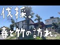春。久しぶりの伐採！そして今年初の再生竹を発見、、、あんなとこから、、、【第116話】