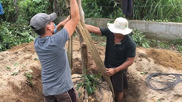 KỸ THUẬT ĐÀO CÂY ỔI TRỒNG BAO SỐNG, GIỐNG ỔI NÚItại tam quan, tx hoài nhơn bình định