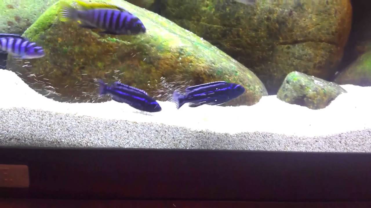 first cichlid fight in my aquarium - 2 Melanochromis maingano
