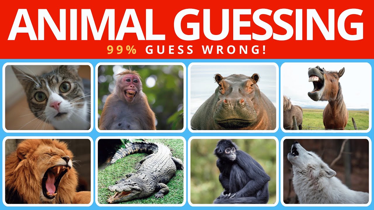 Who Am I? Unique Animal Edition Fun Quiz for All Ages YouTube