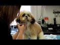 How to do a  puppy cut on shih-tzu