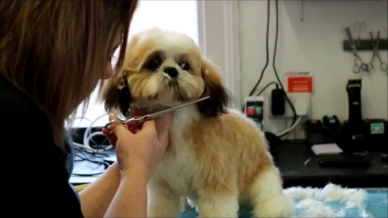 how to do a puppy cut on shih-tzu