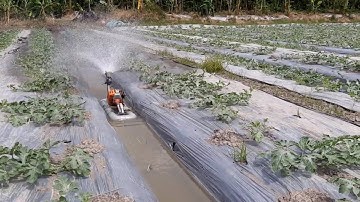 Máy Tưới Nước Tự Động, Tưới Nước Bằng Máy Cắt Cỏ Cho Dưa Hấu -thánh cam sành
