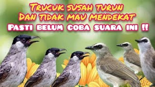 Suara Pikat Burung Trucuk Dan Kutilang  Yang Susah Turun