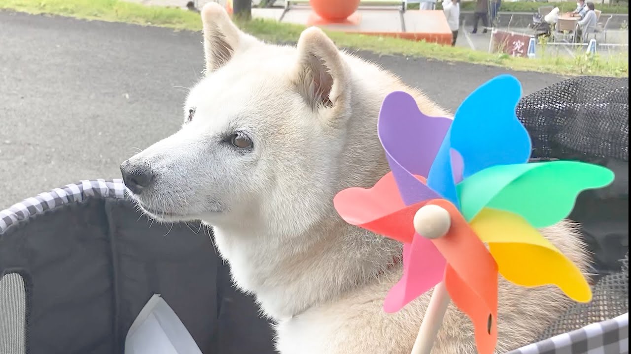 天使のような柴犬 空を歩く Youtube