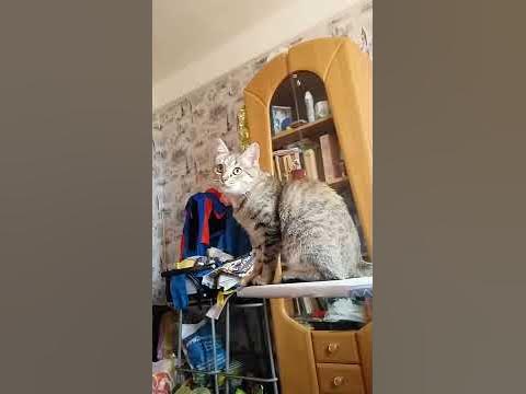 Кошка, мандавошка=) - YouTube