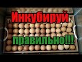 Лучший режим инкубации куриных яиц! Инкубируем яйца в домашних условиях! Инкубация куриных яиц!