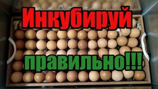 Лучший режим инкубации куриных яиц! Инкубируем яйца в домашних условиях! Инкубация куриных яиц!