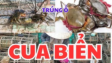 ĐẶT BẪY TRÚNG Ổ CUA BIỂN. THĂM BÈ CÁ, HÀU TREO DÂY. #tranvanchanh #quehuong #mienque #nongthon
