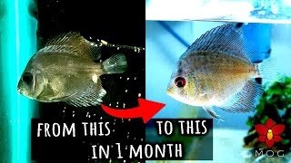 Saving very sick Discus Fish! My first Discus, not what you expect