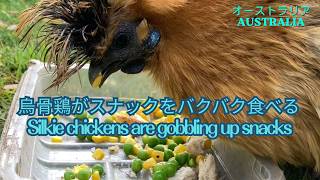 【Sydney シドニー】Silkie chickens are gobbling up snacks 烏骨鶏がスナックをバクバク食べる
