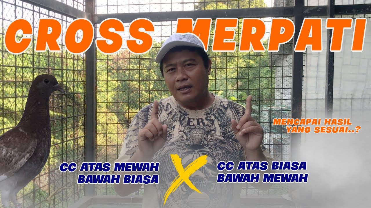 CROSS MERPATI DENGAN CC ATAS MEWAH ❌ CC ATAS BIASA | MENCAPAI HASIL YANG SESUAI❓