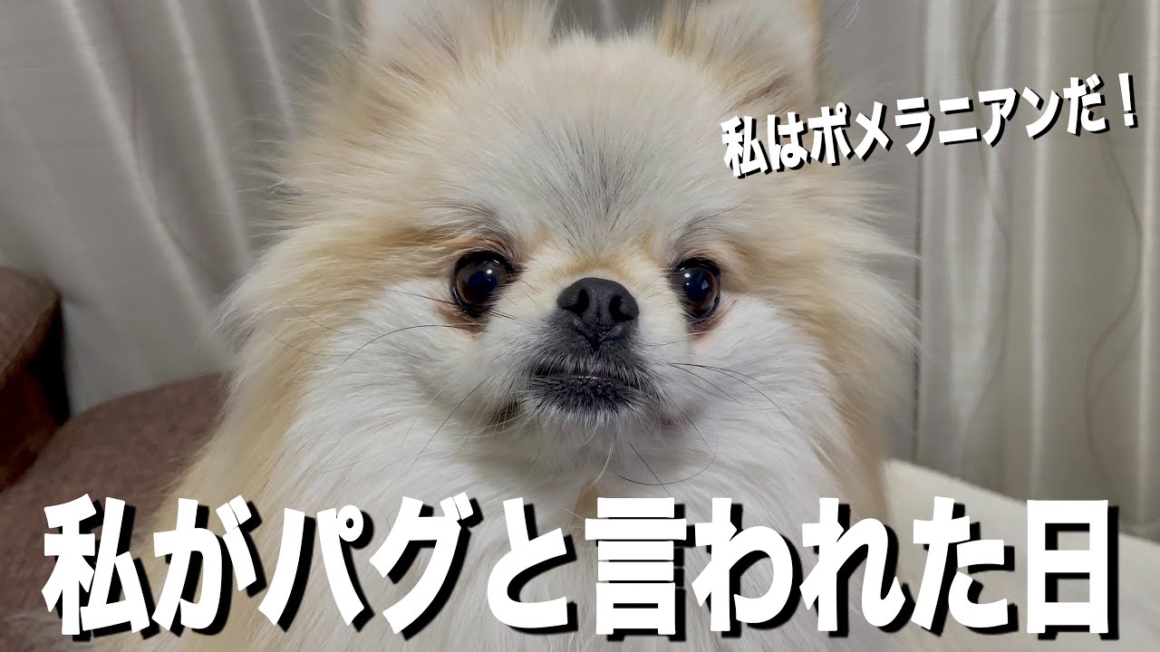 ☆受付☆ポメラニアン・パグ 純血のポメラニアンがパグになった日！ - YouTube