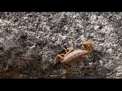 Знакомьтесь! Скорпионы из Техаса! 🦂 Ходят прямо на улице! Scorpions in Texas. Scorpions