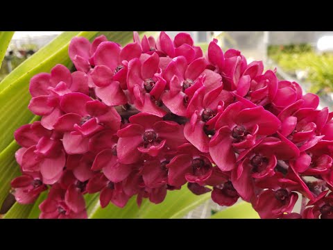 वीडियो: ऑर्किड और अन्य विदेशी पौधों के तीसरे शीतकालीन महोत्सव में ऑर्किड