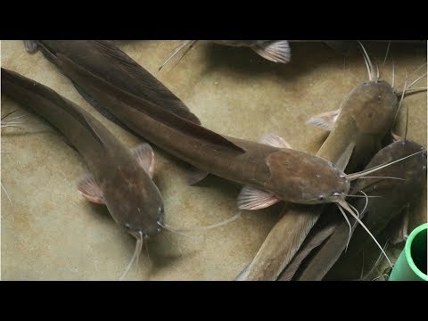 Catfish Breeding Techniques | Fish Eggs Hatching Magur Fish Breeding Farm | Best Way Catfish Farming