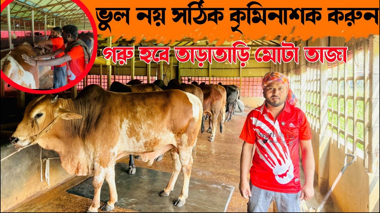 ১৯৬ - ভুল নয় সঠিক কৃমিনাশক করুন —গরু হবে তাড়াতাড়ি মোটা তাজা