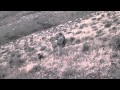 Chukar killing Somewhere In nevada