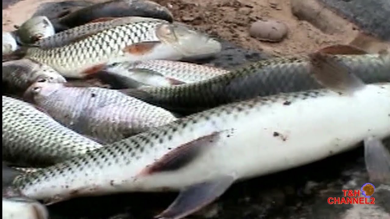 Yos Hav Dej Cuab Ntses Tau Ntau Heev Li  Nyob Nplog teb /Fishing In Southeast Asia Laos