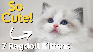 Ragdoll Kittens 7 Weeks Old So Cute | Funny Kittens