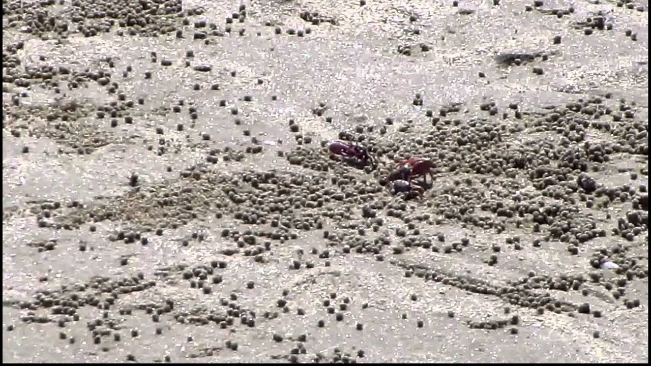 Fiddler on the Beach... La Pinta Estuary Rocky Point Puerto Penasco ...