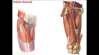 SISTEMA CIRCULATÓRIO - YouTube