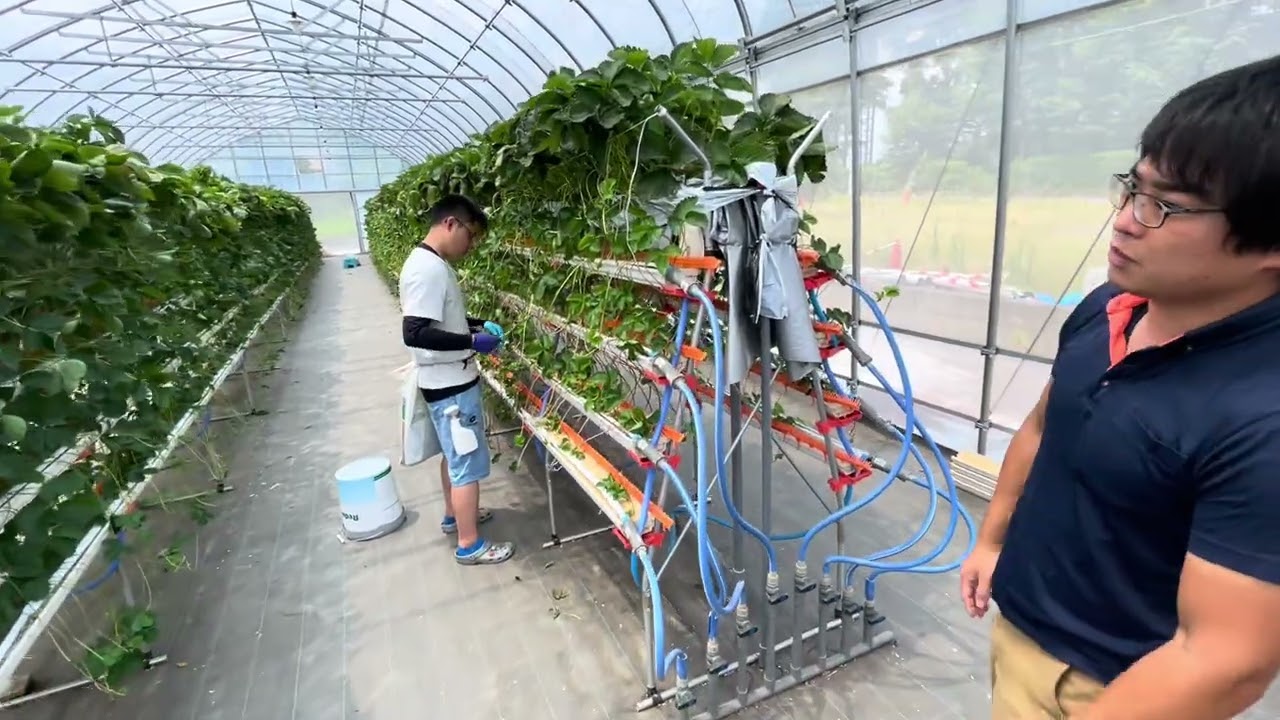 Visit Japanese strawberry farm 2 July 22nd 2566