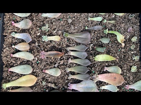 Ten Experimental And Mind-Bending Going Here On Buying Succulents Online Methods That You Will Not See In Textbooks