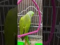 mithi is trading #cartoonkids #parrot #talkingparot #nonstoptalkingparrot #birds #funnyanimals