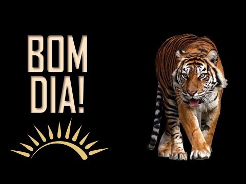 Bom Dia Tigre! - Bom Dia Tigre!