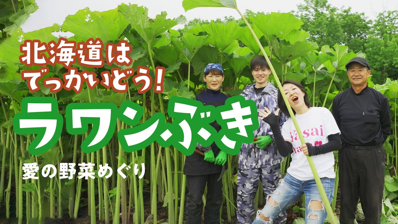 ラワンぶき（北海道） | (一社)日本野菜テロワール協会