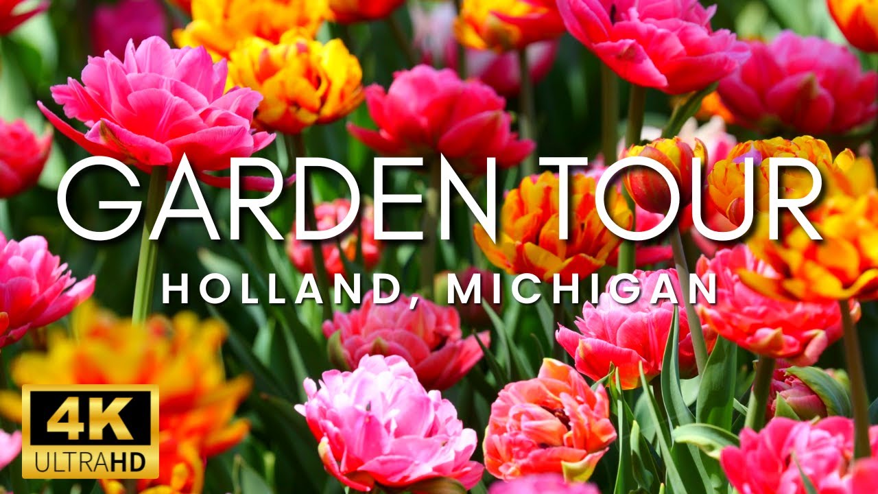 The Most Beautiful Tulip Garden Tour Of Holland Michigan | Bird Sounds 4K