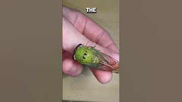 Thumbnail of Comparing two common cicadas I see often this time of year! #cicadas