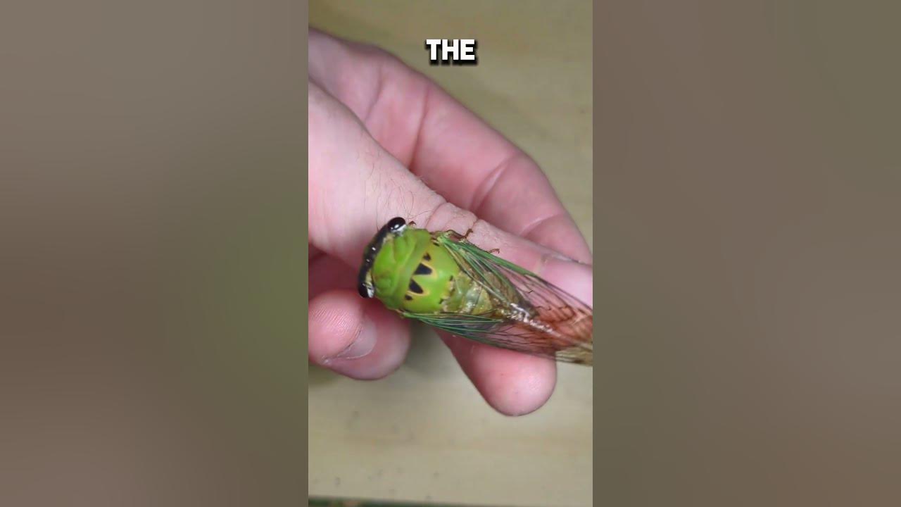 Comparing two common cicadas I see often this time of year! #cicadas