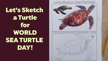 How to Draw a Realistic Sea Turtle