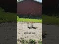 Feeding The Bees