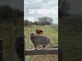 Watching cat 🐈🤯😱.