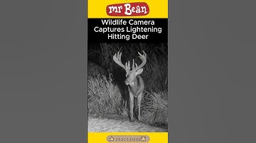 Deer Meets Lightning McQueen: A Meme Storm