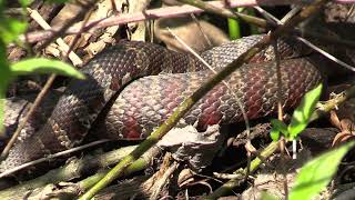 Singing Towhee &amp; Prairie Warbler, Mating Watersnakes, Male Ants Emerging, &amp; Others