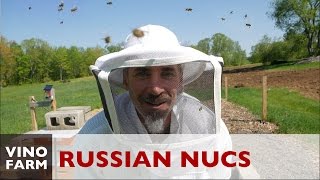 Attacked By Russians - Beekeeping Nuc Installation