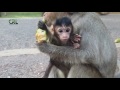 Life of monkeys - Ep54, baby monkey with mom, monkey protects baby, monk...